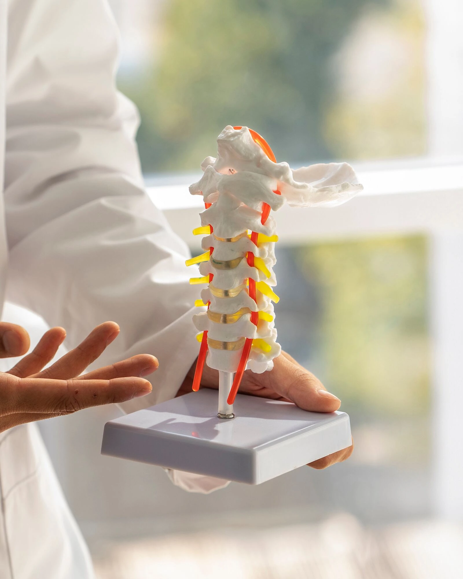 Practitioner demonstrating spinal alignment with anatomical spine model