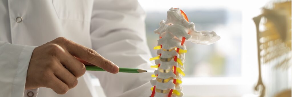 Doctor pointing to model of a spine. Designed by Freepik.